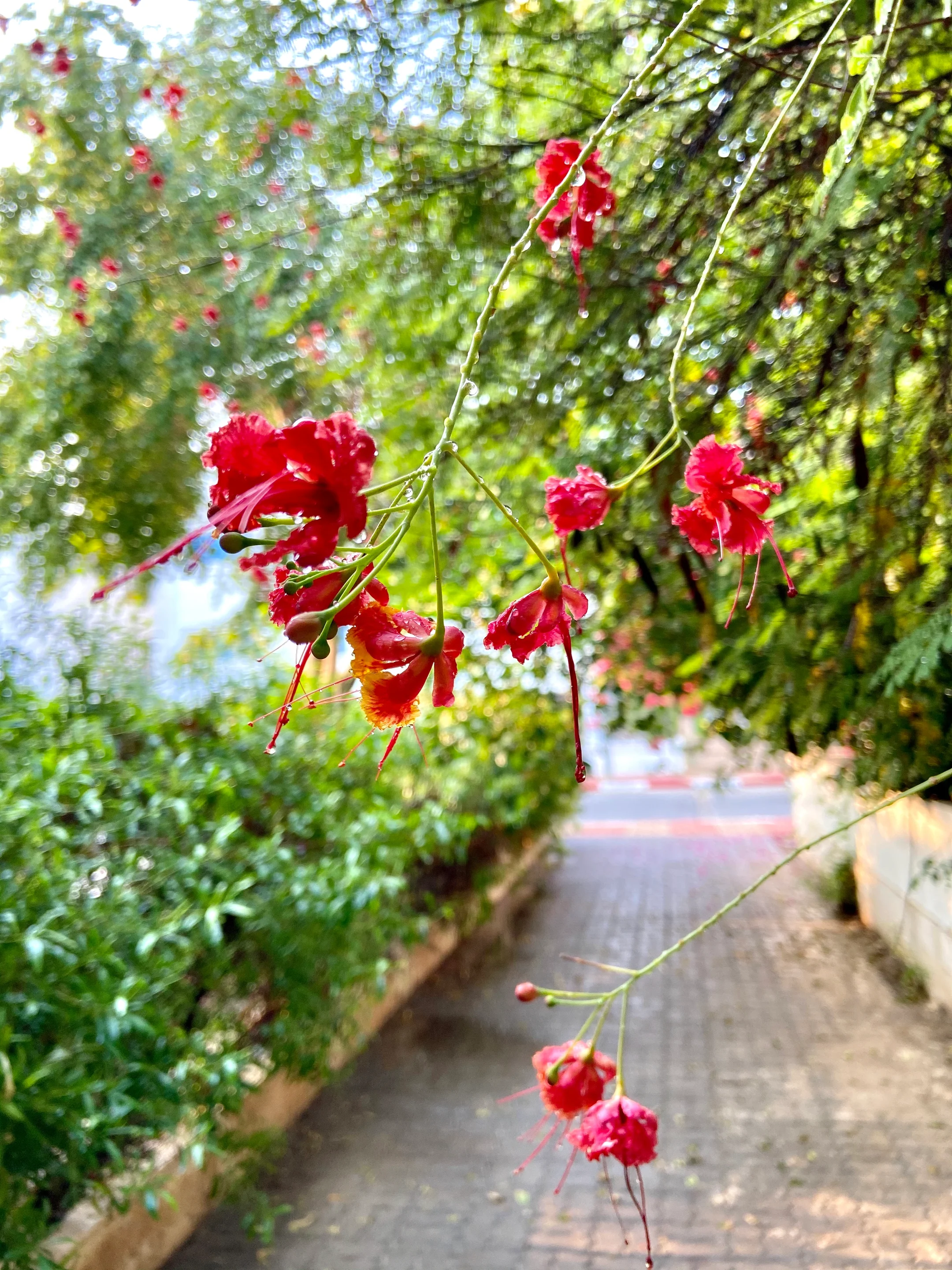 Raindrops and lovely flowers