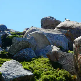 Goat on a granite boulder of Volax, Tinos