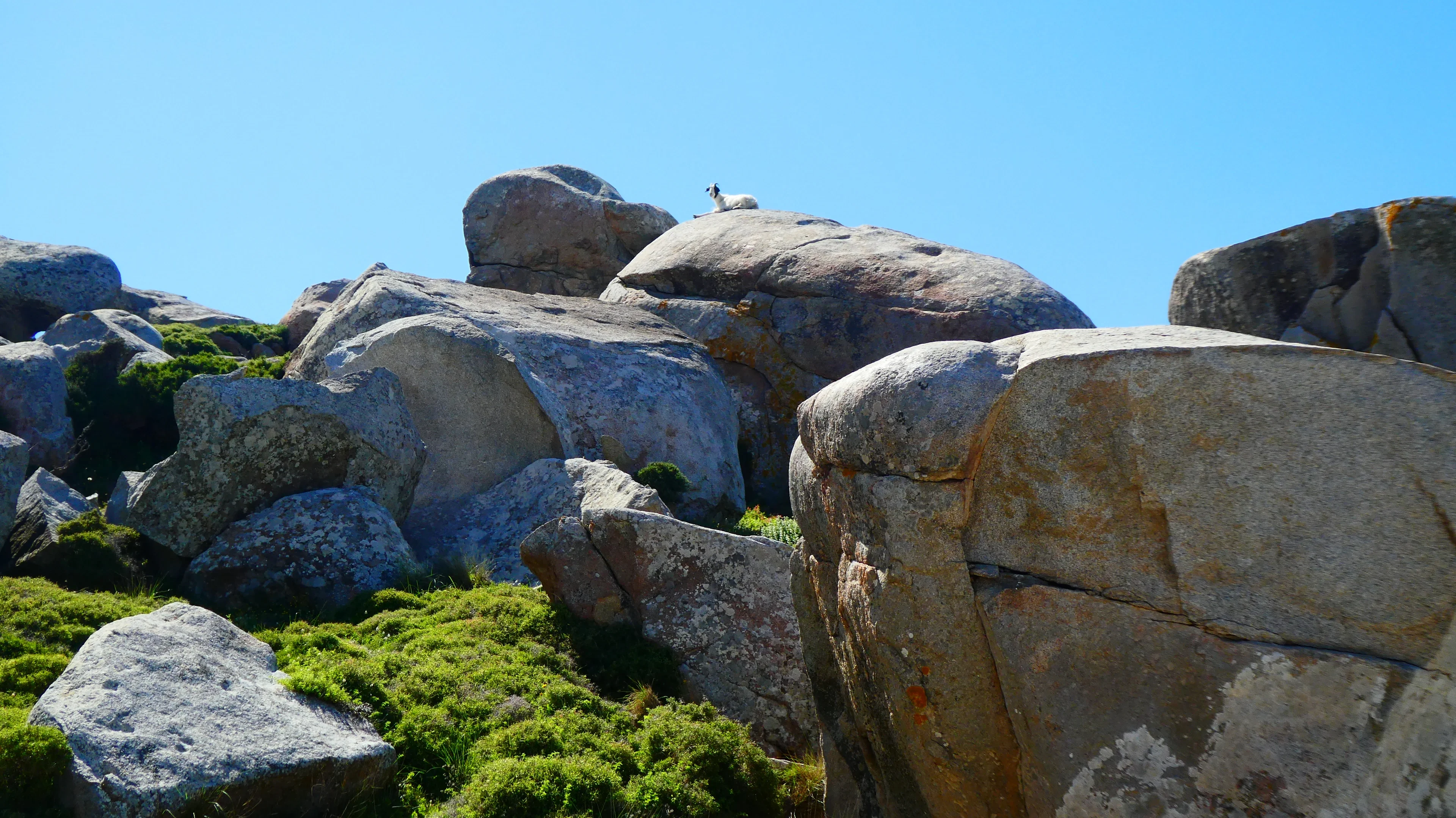 Goat on a granite boulder of Volax, Tinos