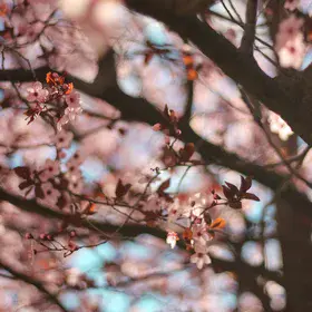 ▪ Spring Needs No Filter ▪