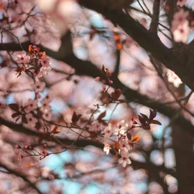 ▪ Spring Needs No Filter ▪