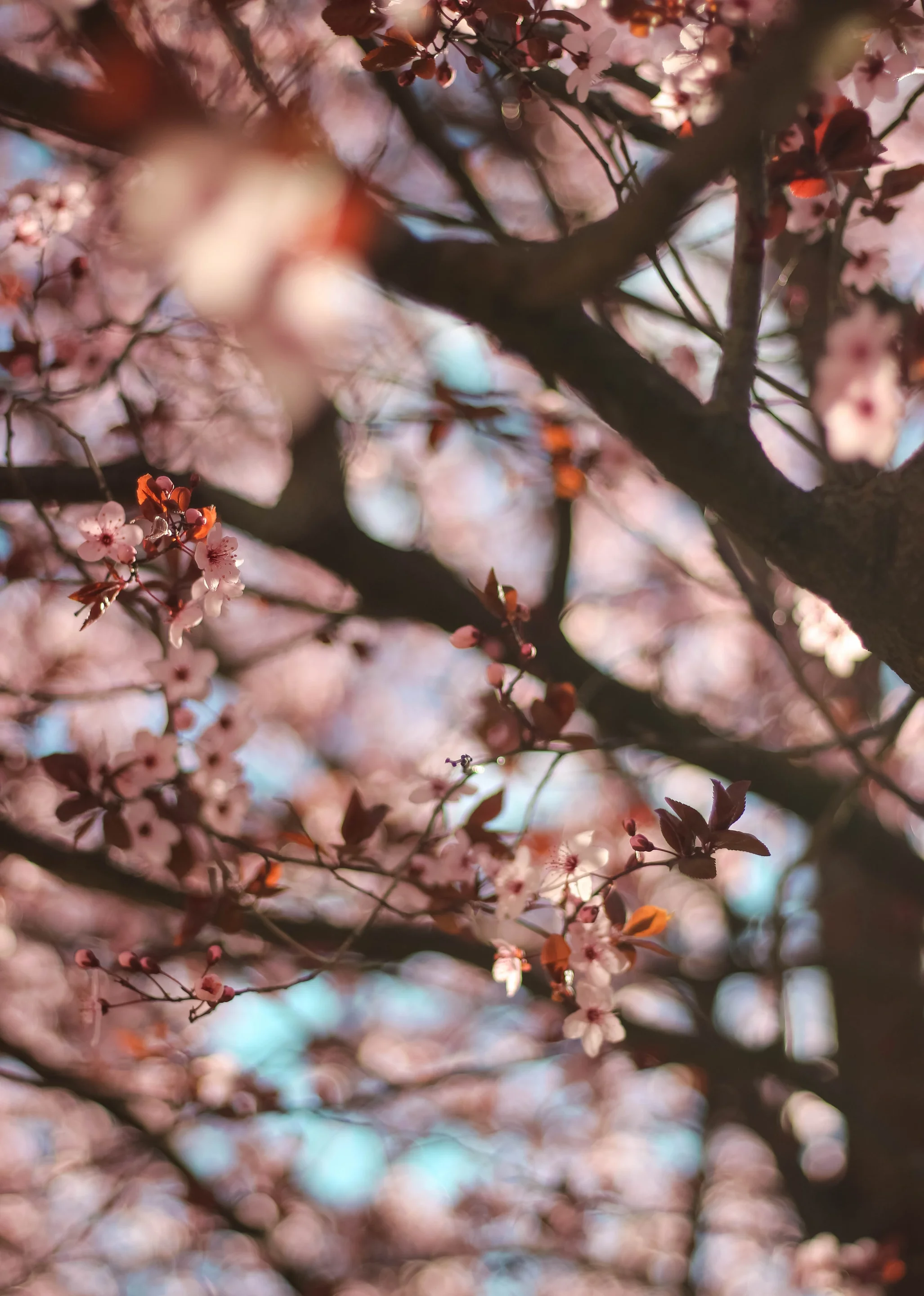 ▪ Spring Needs No Filter ▪