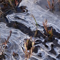 Spring unveils swamp ice art by Joy Ommer