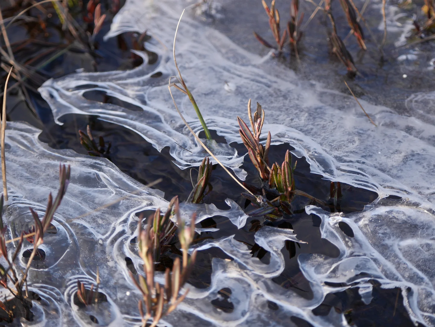 Spring unveils swamp ice art