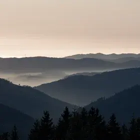 Shades of the Black Forest