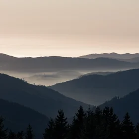 Shades of the Black Forest