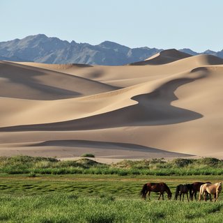 The dunes of Khongoryn Els