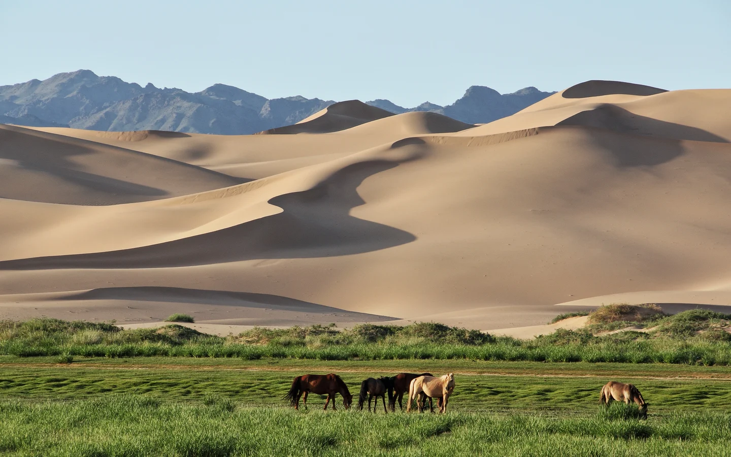 The dunes of Khongoryn Els