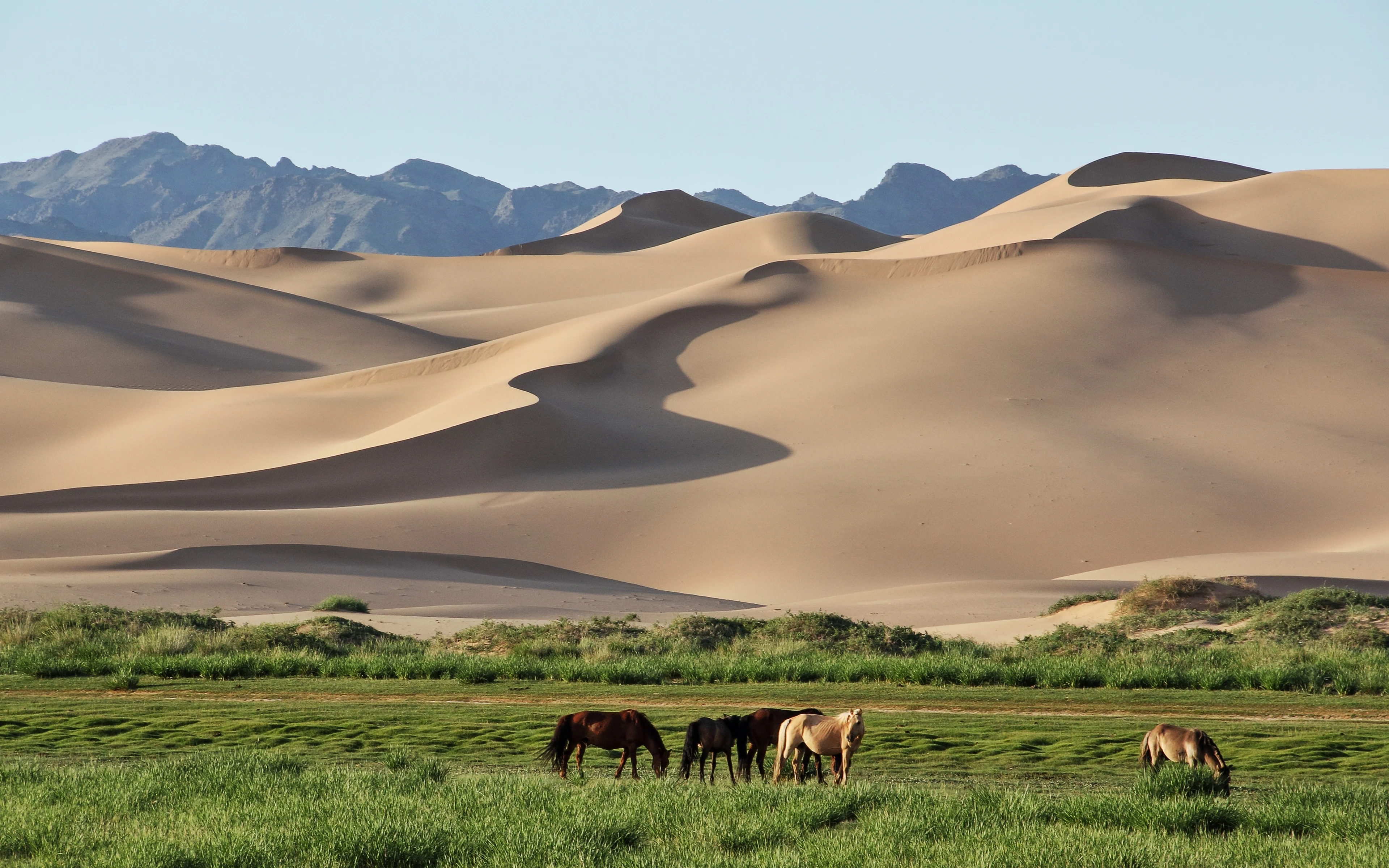 The dunes of Khongoryn Els
