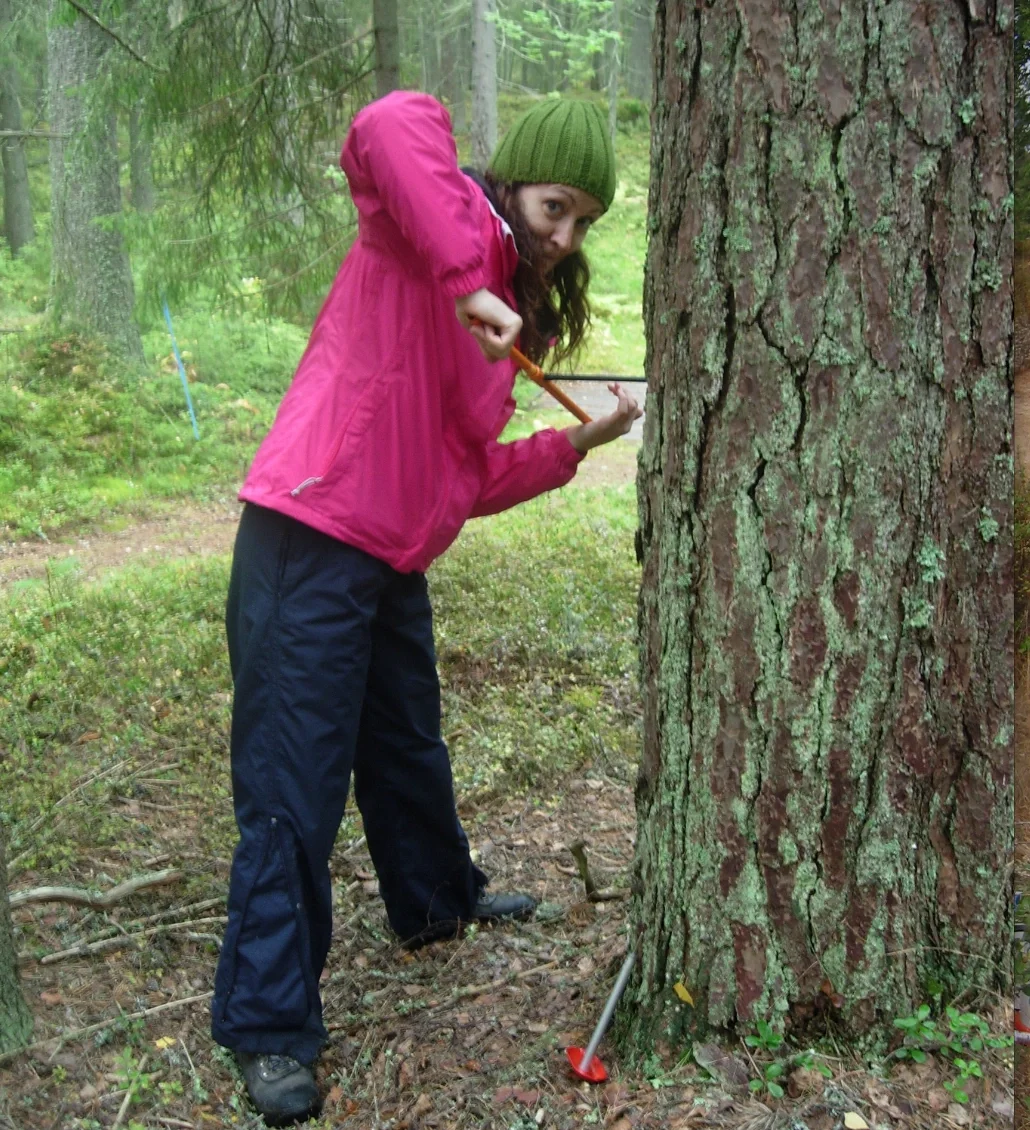 Tree ring chronicles