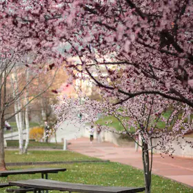 ▪ Spring Strikes Mercilessly ▪