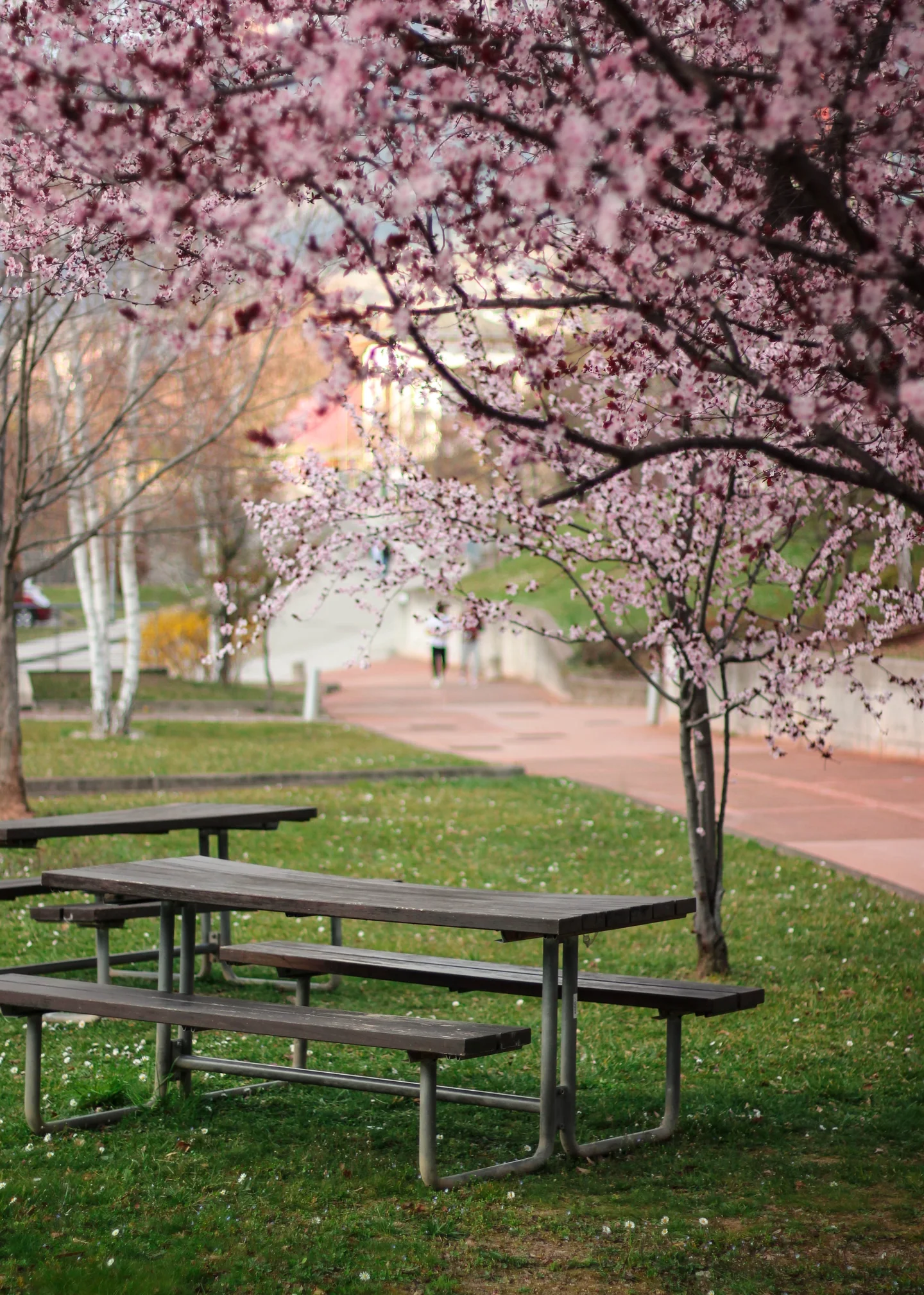 ▪ Spring Strikes Mercilessly ▪