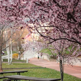 ▪ Spring Strikes Mercilessly ▪