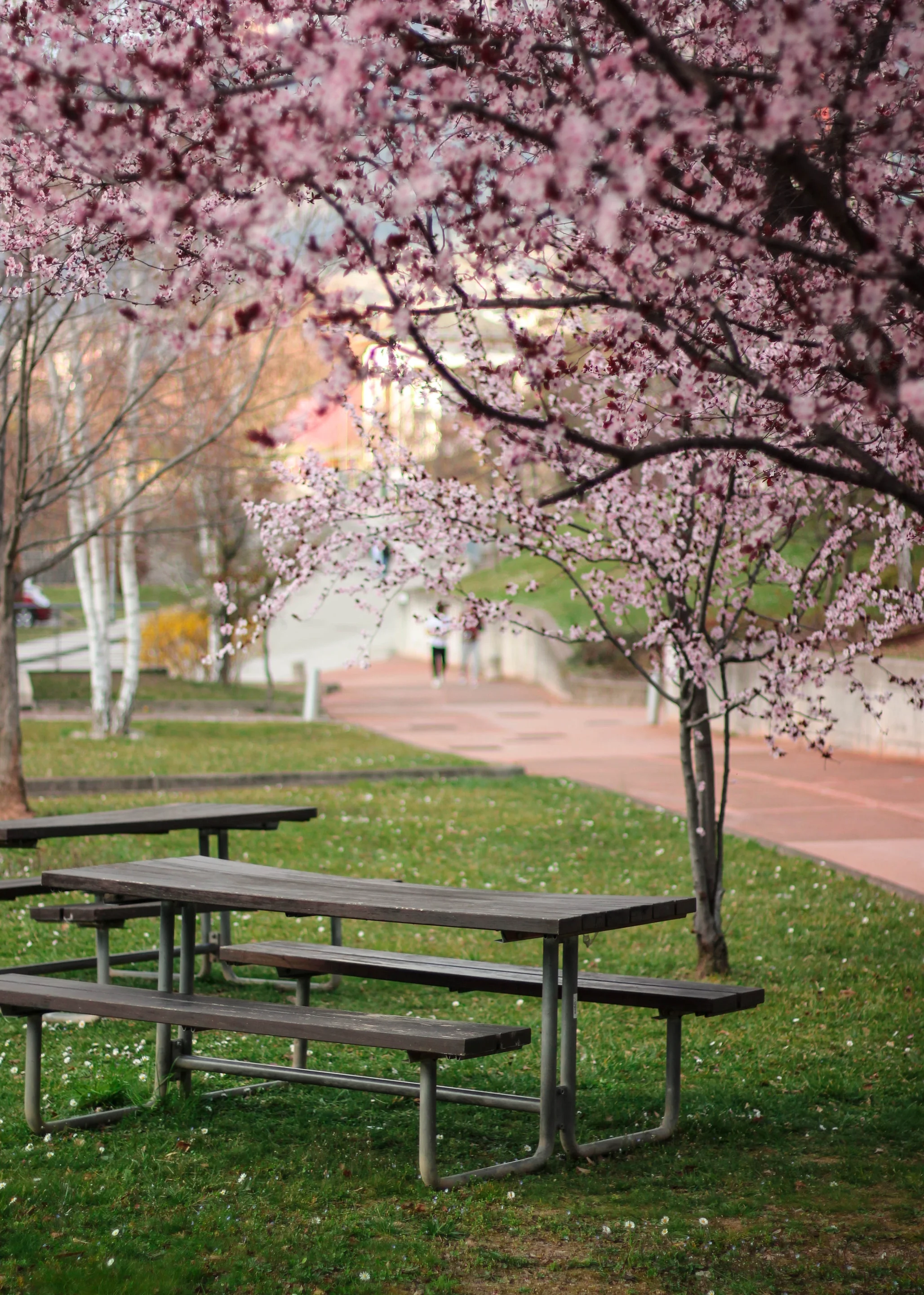 ▪ Spring Strikes Mercilessly ▪