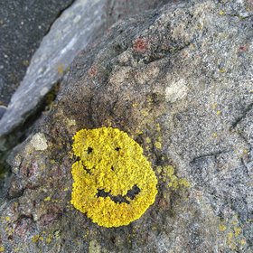 Smiling lichen on a coastal rock