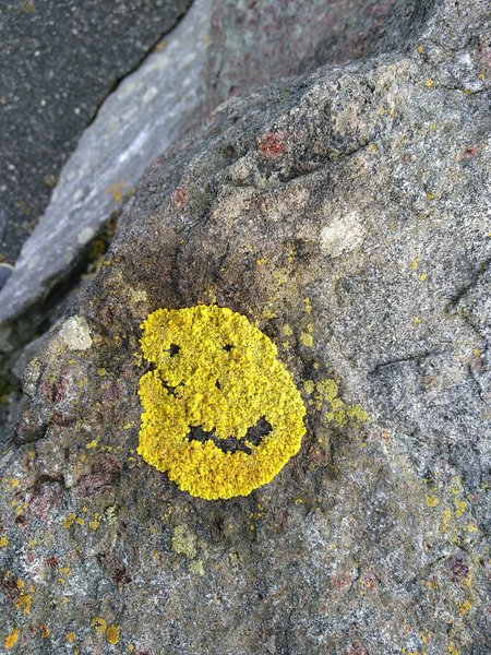 Smiling lichen on a coastal rock
