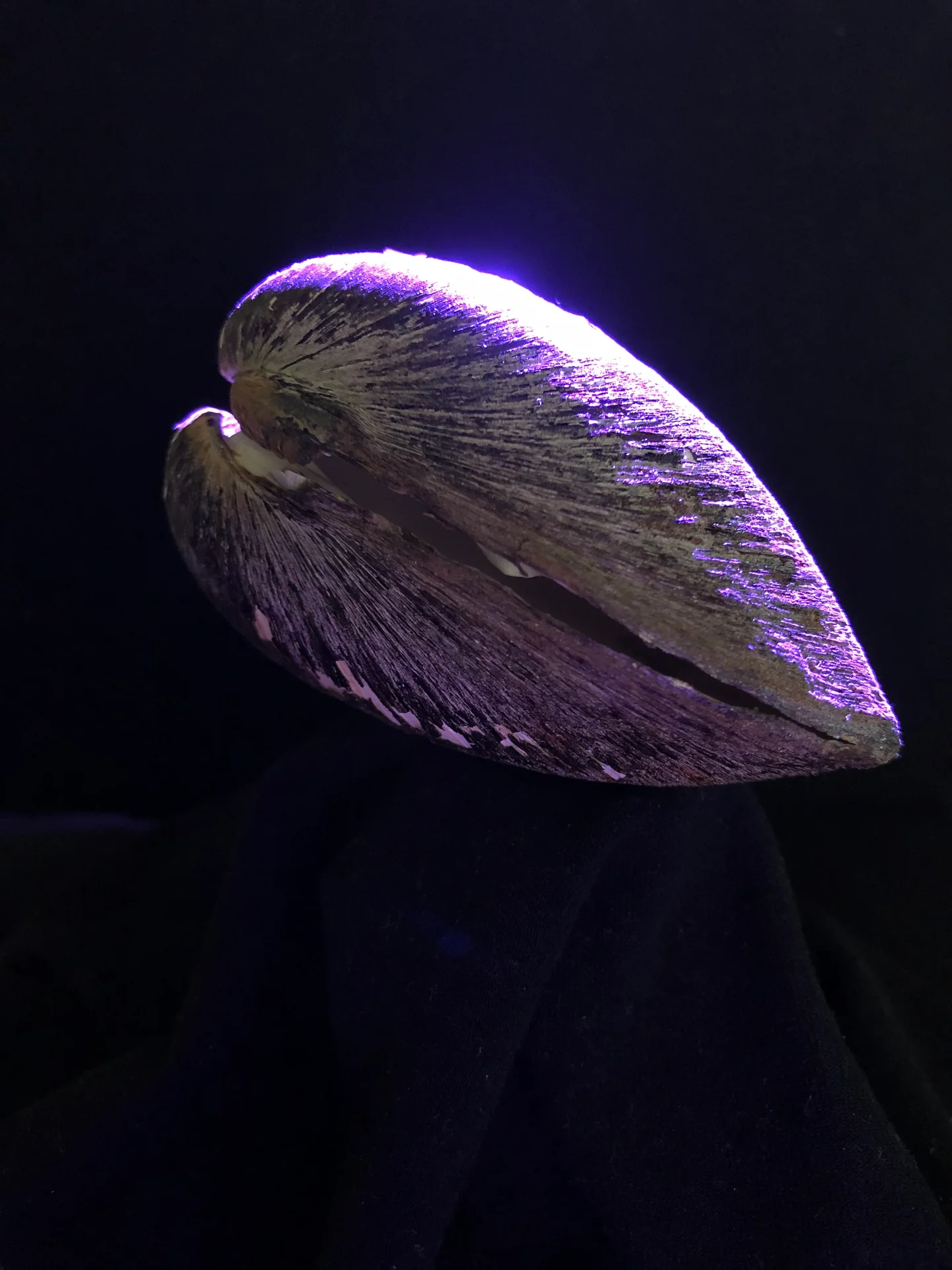 Studying shell morphodynamics to improve climate models