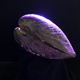 Studying shell morphodynamics to improve climate models