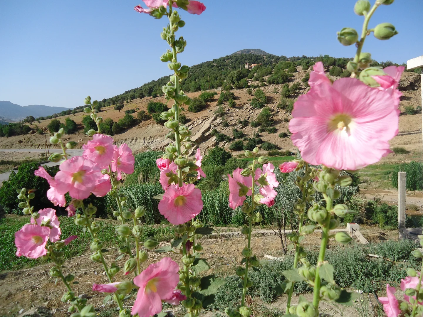 The beauty of geology combined to landscape and flowers