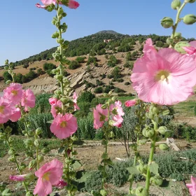 The beauty of geology combined to landscape and flowers
