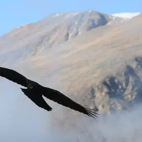 Caught in Arctic winds