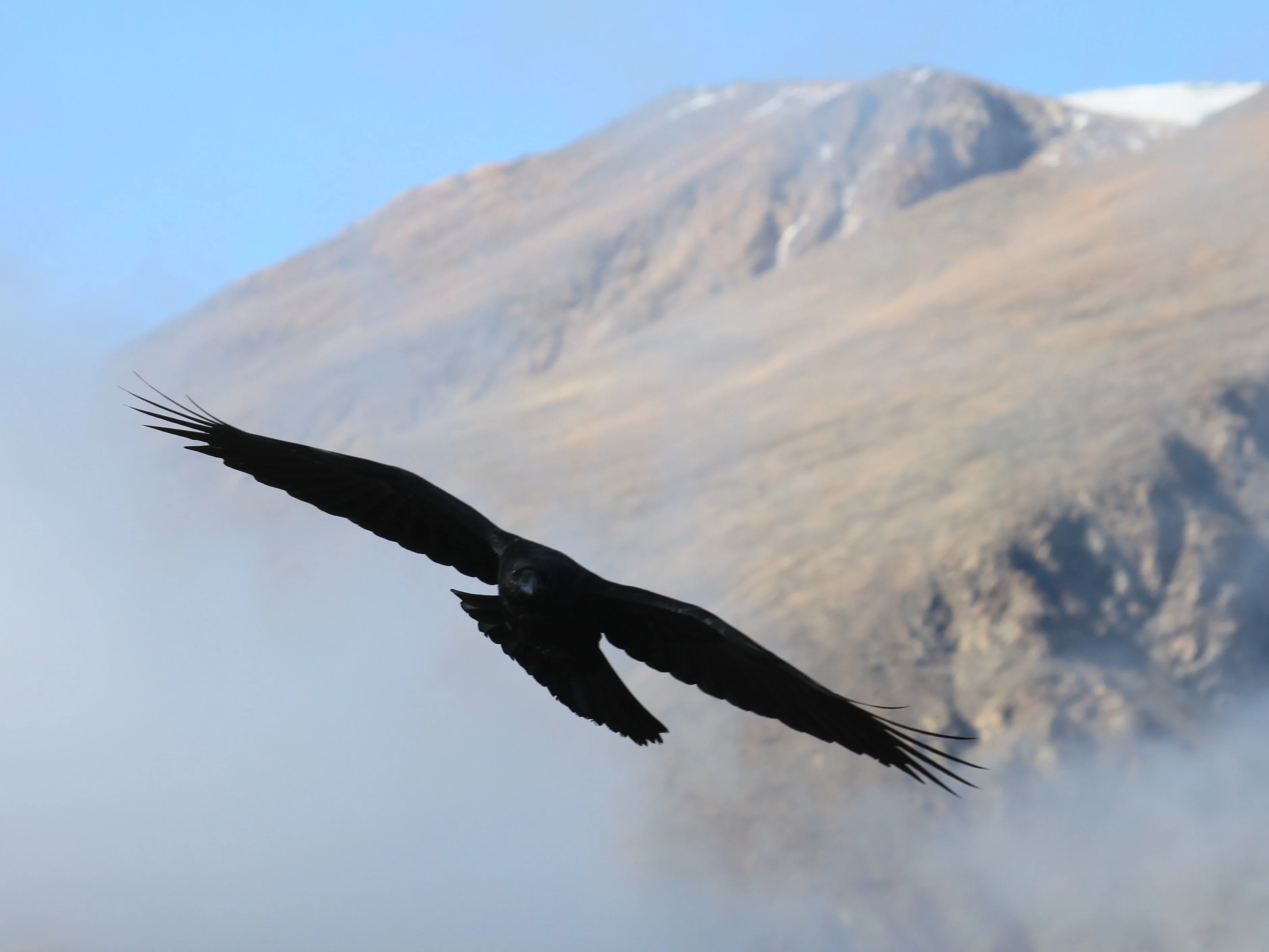 Caught in Arctic winds