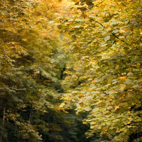 ▪ Longing for that Monumental Autumn ▪
