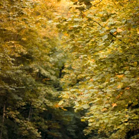 ▪ Longing for that Monumental Autumn ▪