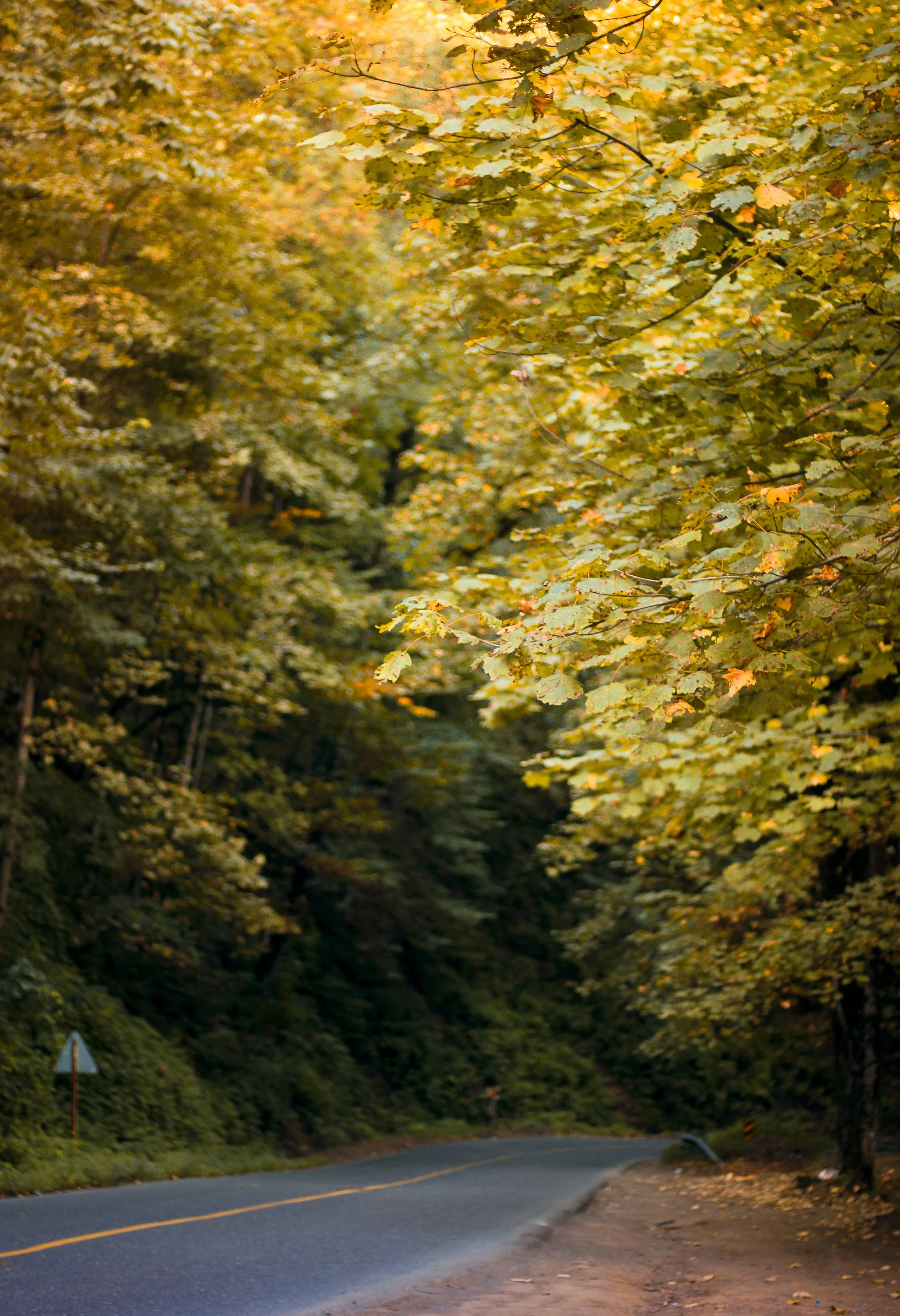 ▪ Longing for that Monumental Autumn ▪