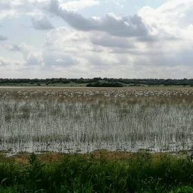 Flamingos in the Rianzuela lagoon (south of Seville, Spain)