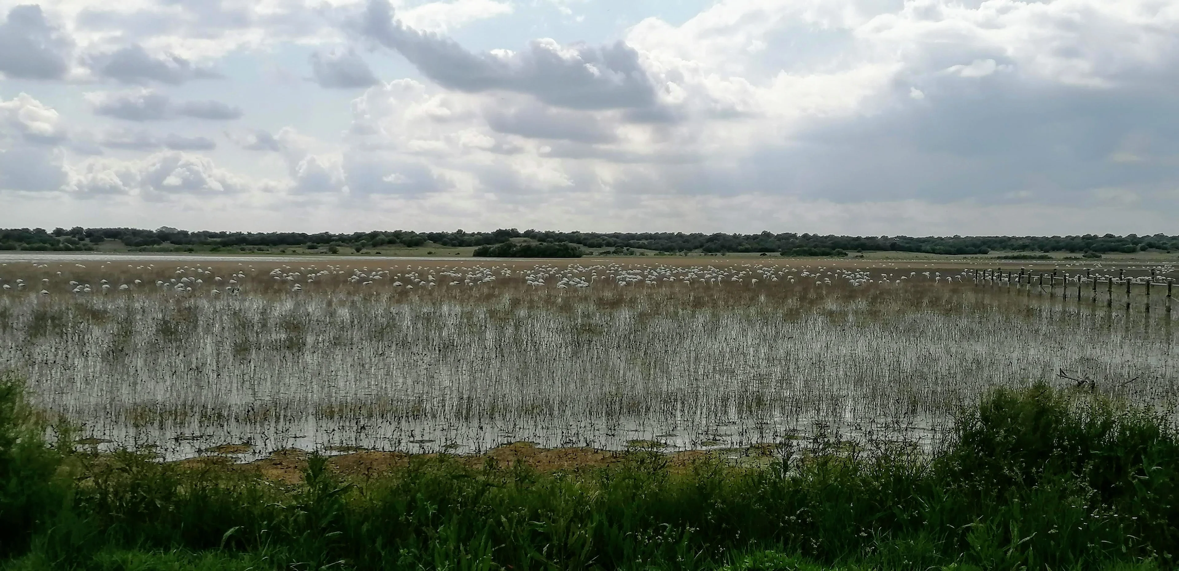 Flamingos in the Rianzuela lagoon (south of Seville, Spain)