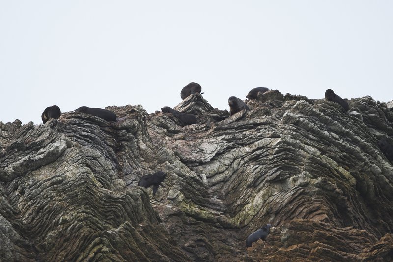 Stratigraphy lesson at Kaikoura Peninsula, New Zealand
