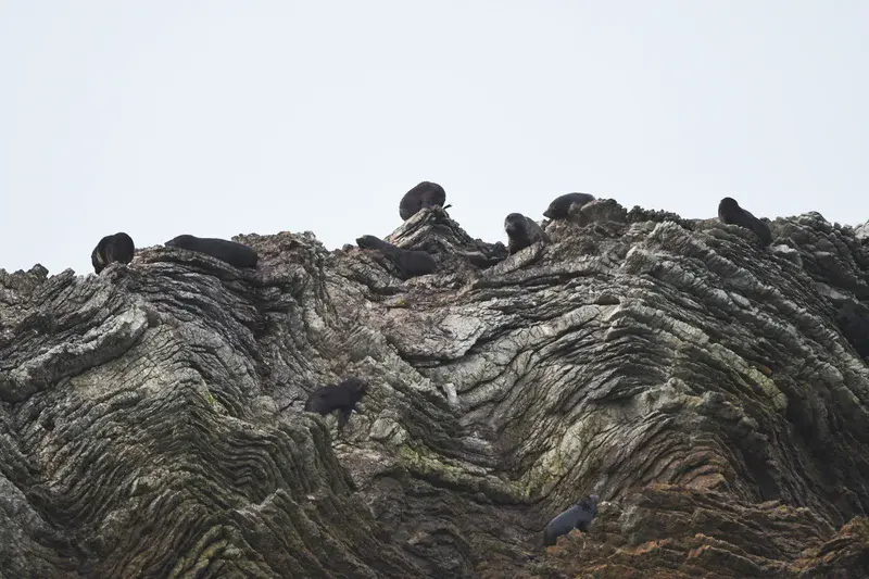 Stratigraphy lesson at Kaikoura Peninsula, New Zealand