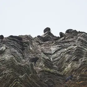 Stratigraphy lesson at Kaikoura Peninsula, New Zealand