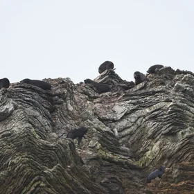 Stratigraphy lesson at Kaikoura Peninsula, New Zealand