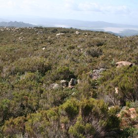 Heathland on young acid soils on a slope of Los Alcornocales Natural Park