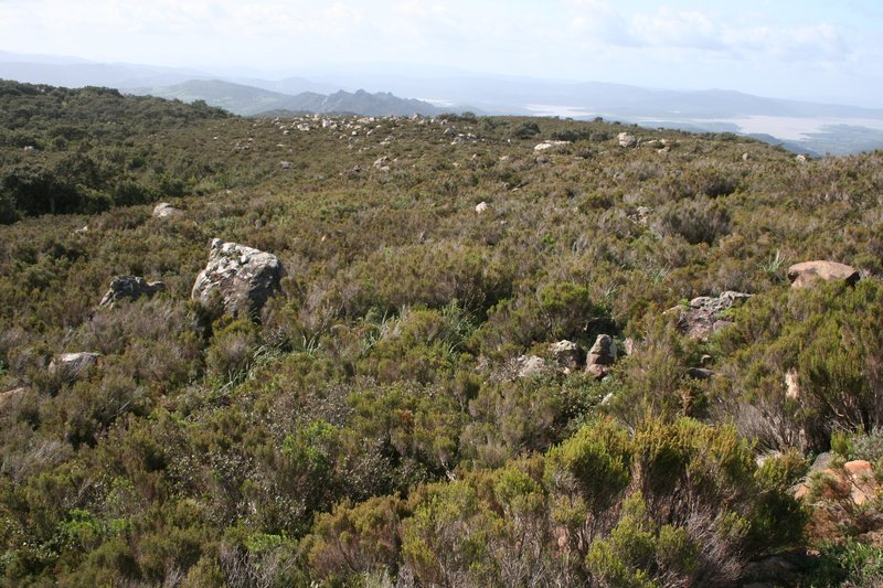 Heathland on young acid soils on a slope of Los Alcornocales Natural Park