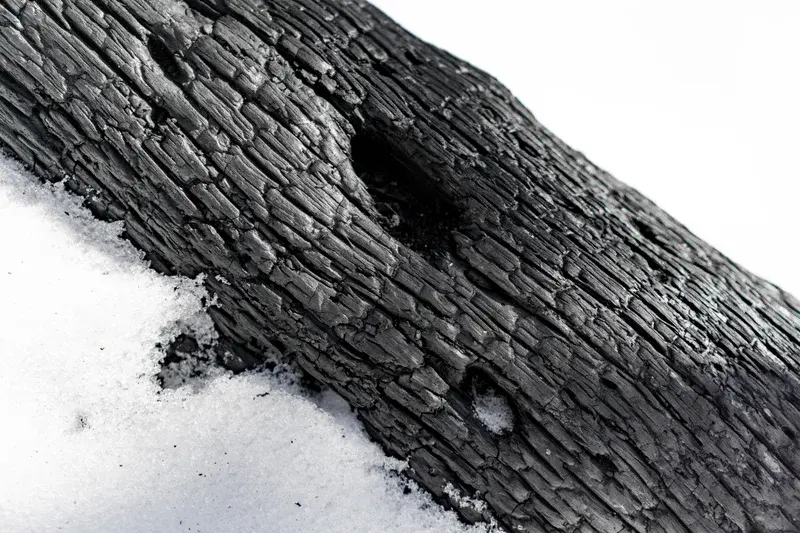 Charred Wood in the Snow