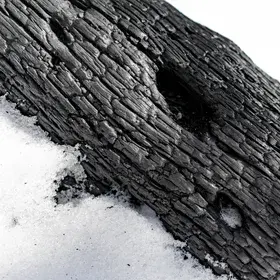 Charred Wood in the Snow