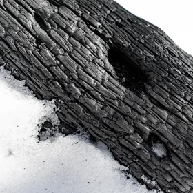 Charred Wood in the Snow