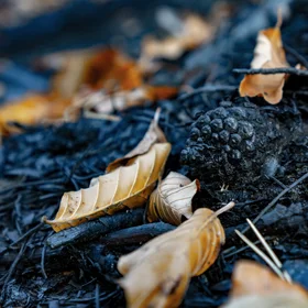 Beech leaves dont burn