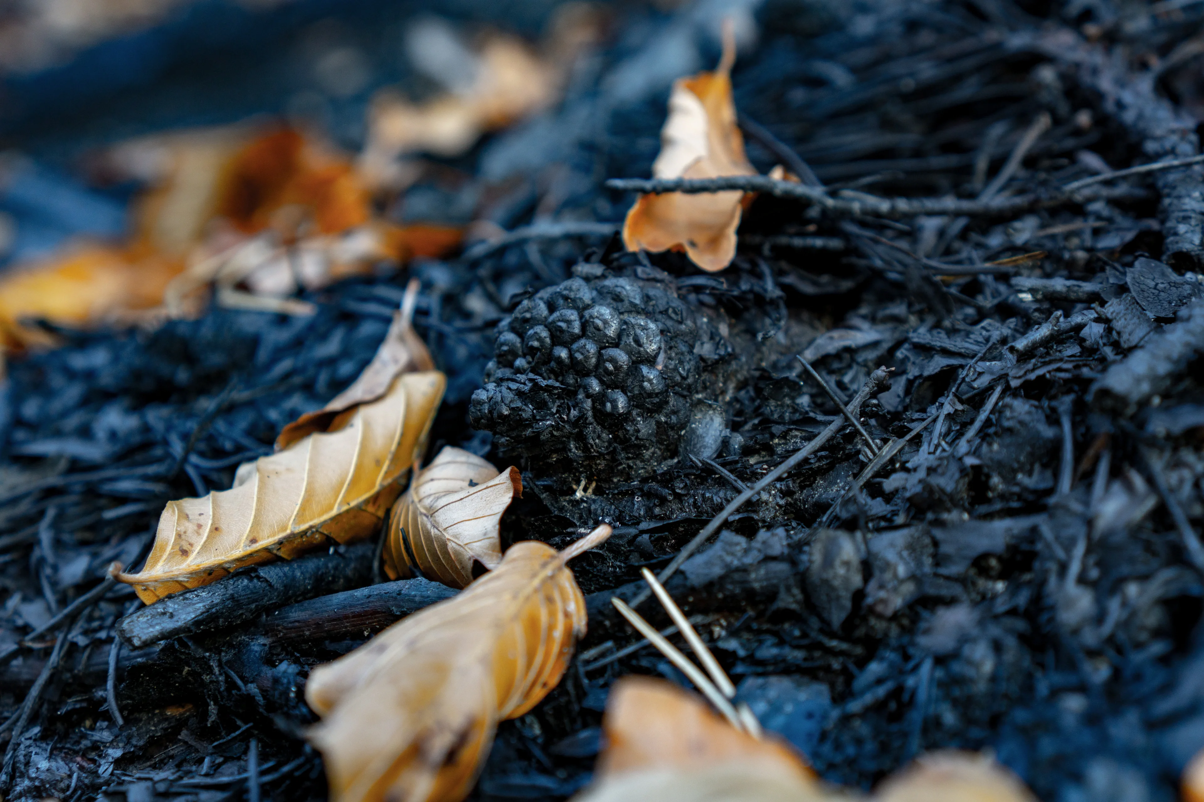 Beech leaves dont burn