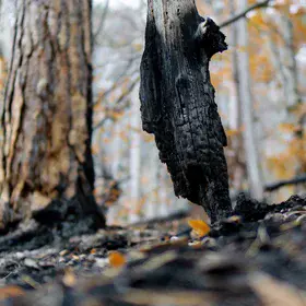 Charred Dead Standing Tree