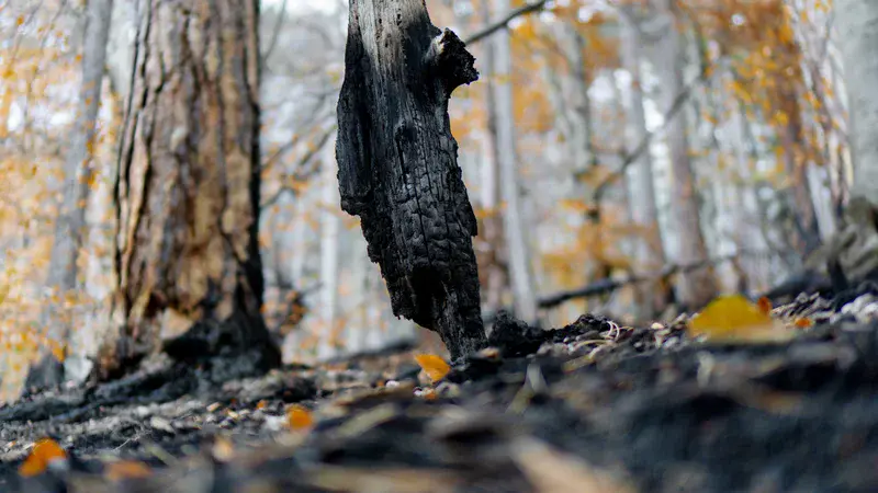 Charred Dead Standing Tree