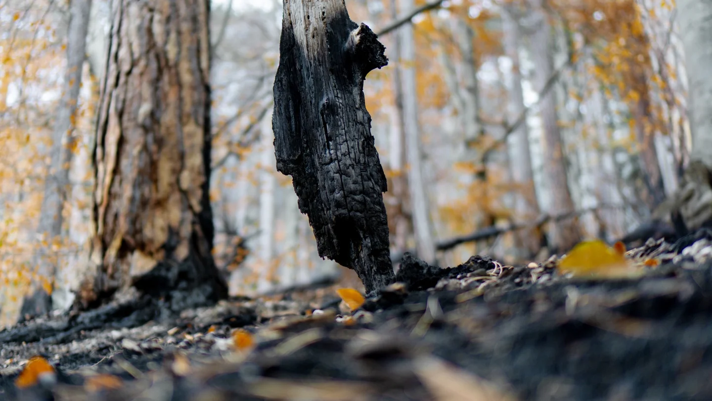 Charred Dead Standing Tree