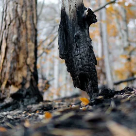 Charred Dead Standing Tree
