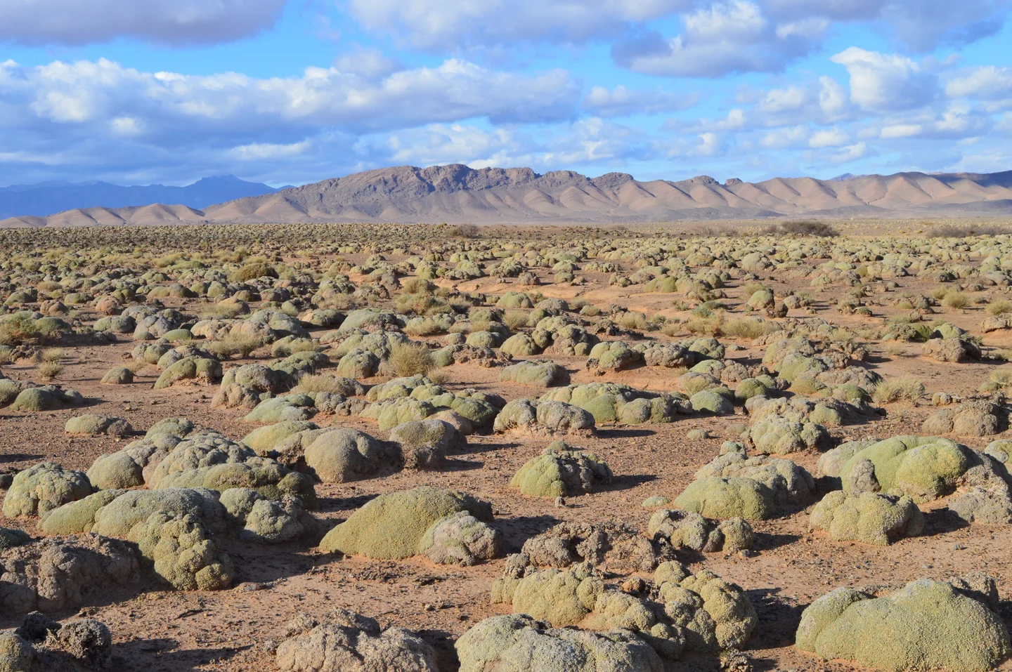 The desert of the cauliflowers