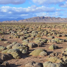 The desert of the cauliflowers