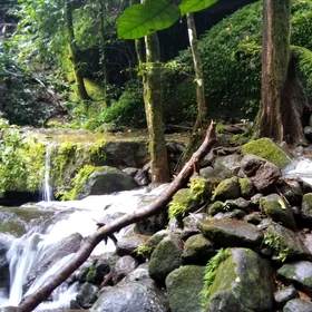 The beauty of the tropical rainforest landscape