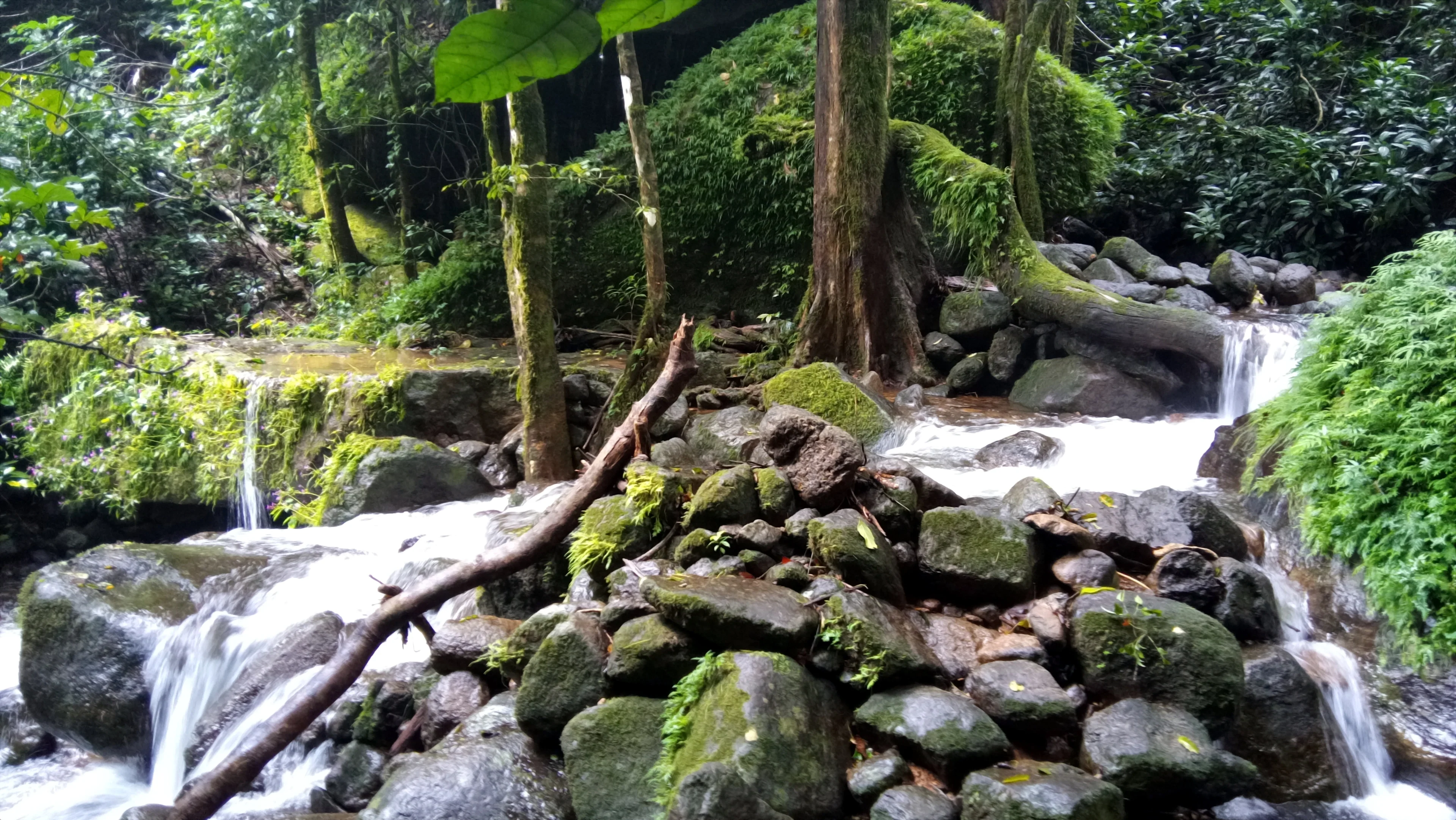 The beauty of the tropical rainforest landscape
